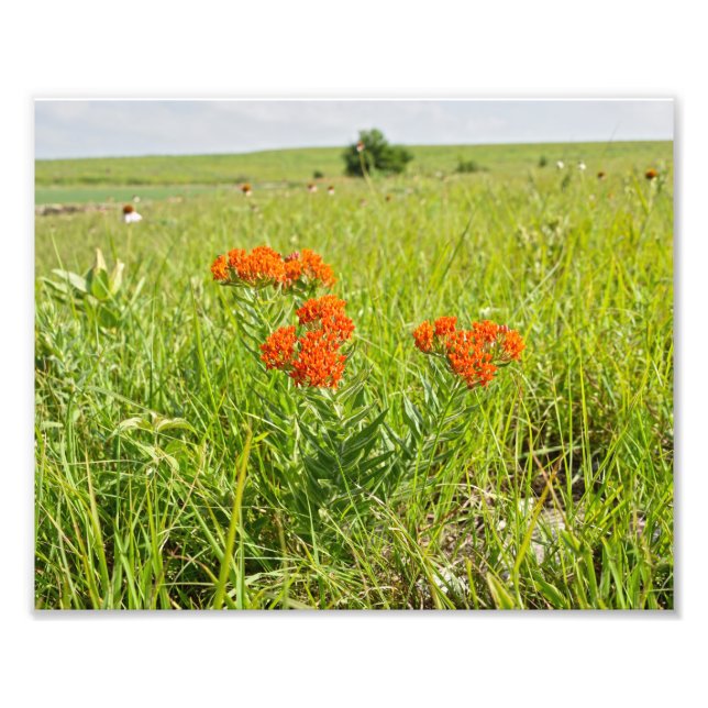 Foto Orange Butterfly Weed, Kansas (Frente)