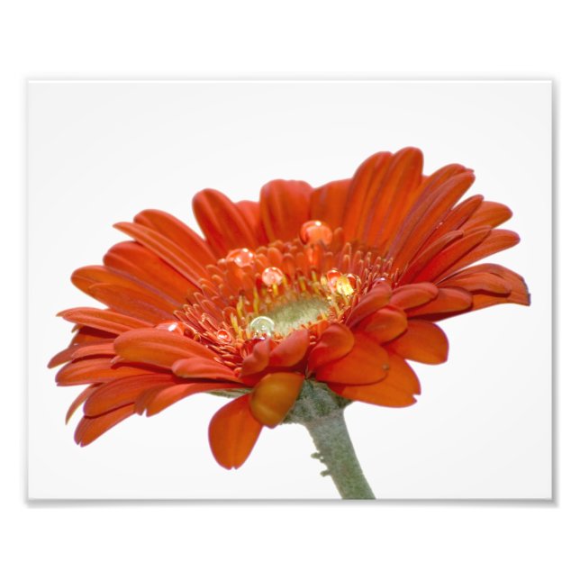 Foto Orange Daisy Gerbera Flower (Frente)
