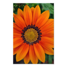 Orange Gazania African Daisies Summer Flower
