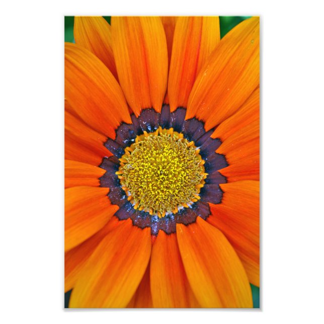 Foto Orange Gazania African Daisies Summer Flower (Frente)