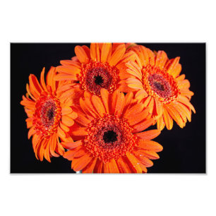 Foto Orange Gerber Daisies