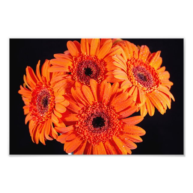 Foto Orange Gerber Daisies (Frente)