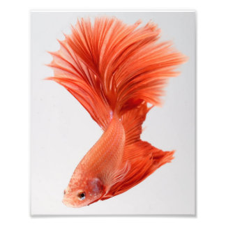Foto Orange Halfmoon Betta Fish