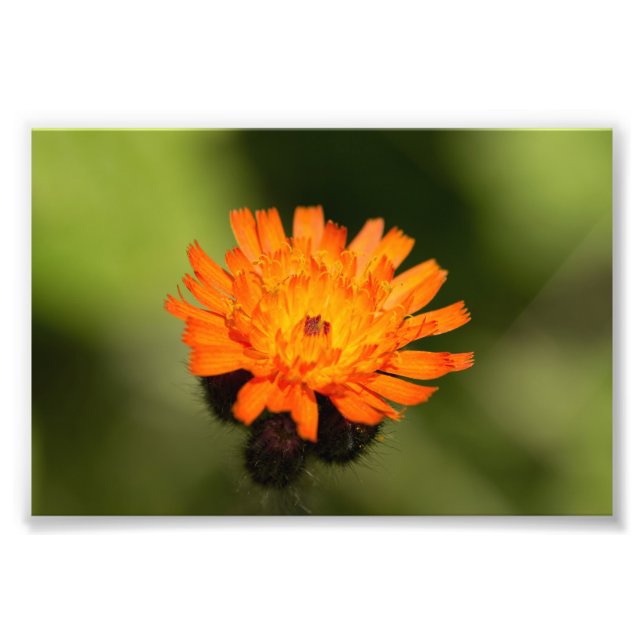 Foto Orange Hawkweed (Frente)