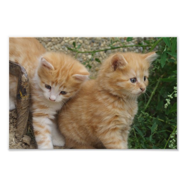 Foto Orange Tabby Siblings (Frente)