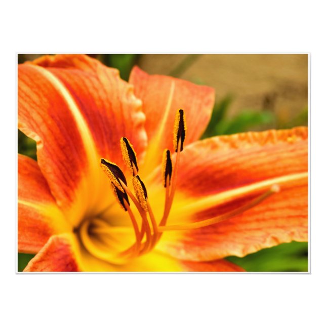 Foto Orange Tiger Lily (Frente)