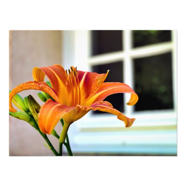Foto Orange Tiger Lily (Frente)