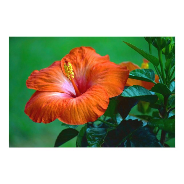 Foto Orange You Gorgegee Poster (Frente)