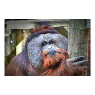 Foto Orangutan