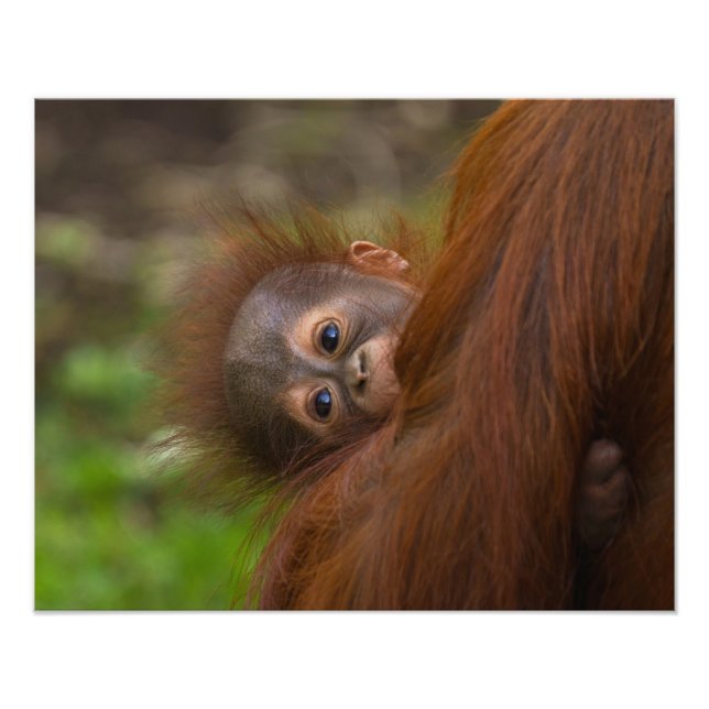Foto Orangutan Baby Dando Uma Olhada (Frente)
