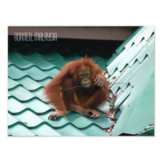 Foto Orangutan na selva de Sabah Borneo (Frente)