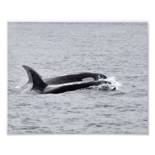 Foto Orca Duo! (Frente)