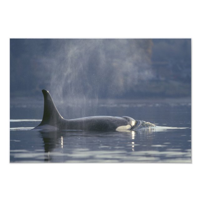 Foto Orca fêmea adulta (Orcinus Orca), Puget (Frente)
