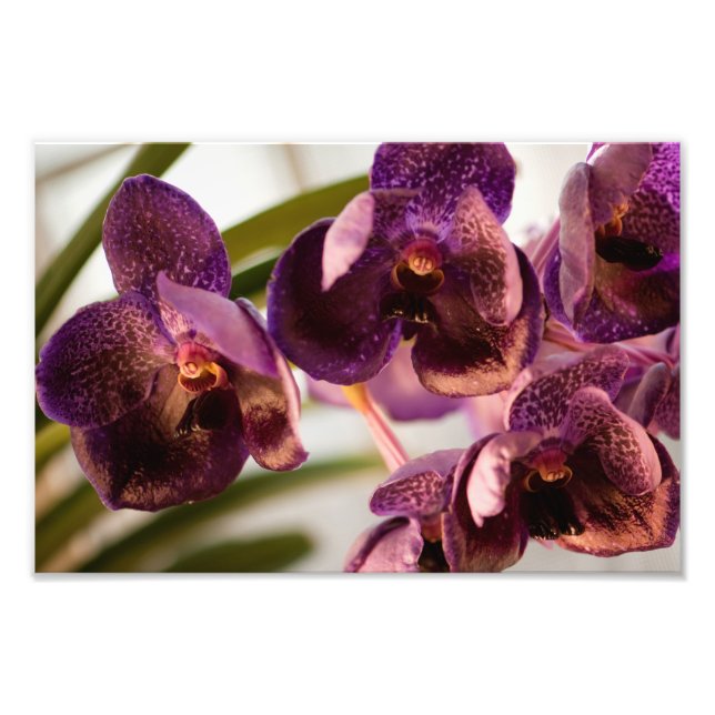 Foto Orchid Vanda Pure's Wax Flower Group (Frente)