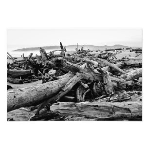 Foto Oregon Coast Driftwood Black and White Impressão