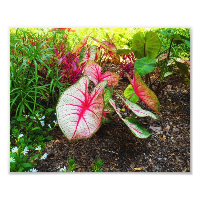 Foto Orelha de elefante (Frente)