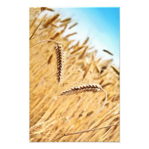 Foto Orelhas do trigo dourado contra o campo de trigo