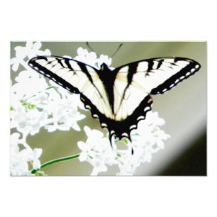 Foto oriental da borboleta de Swallowtail do tigre