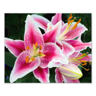 Foto Oriental Lily Closeup em Bloom de Cheio