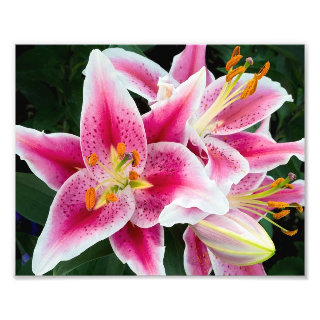Foto Oriental Lily Closeup em Bloom de Cheio (Frente)