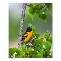 Oriole Olhando Acima