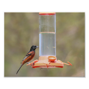 Foto Orquard Oriole Masculino No Alimentador