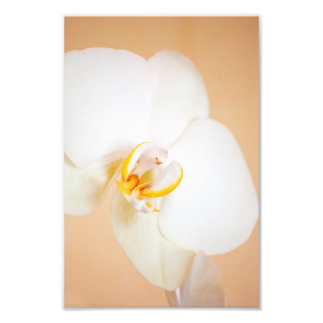 Foto Orquídea 8930 (Frente)