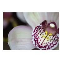 Orquídea branca e roxa