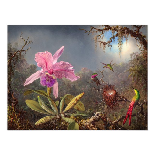 Foto Orquídea Cattleya e três beija-flores por Heade (Frente)