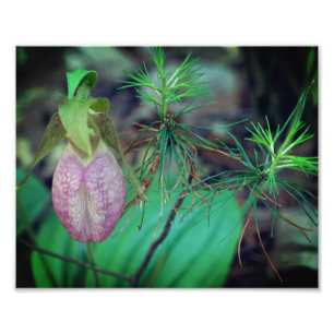 Foto Orquídea de Slipper Rosa Selvagem e Evergreens 8x1