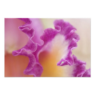 Foto Orquídea híbrida close-up, Delray Beach, Flórida