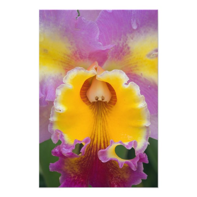 Foto Orquídea híbrida, Flórida (Frente)