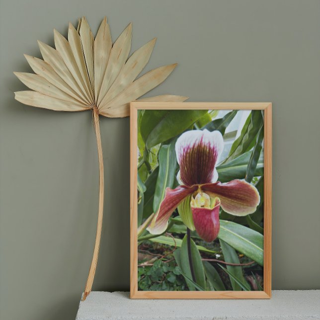 Foto Orquídea Orquídea de Vênus Vermelho (In Situ Framed)