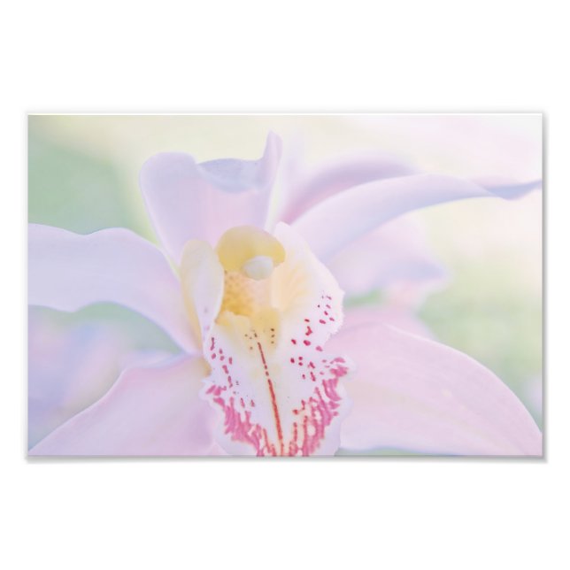 Foto Orquídea Pastel (Frente)