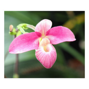 Foto Orquídea rosa adorável
