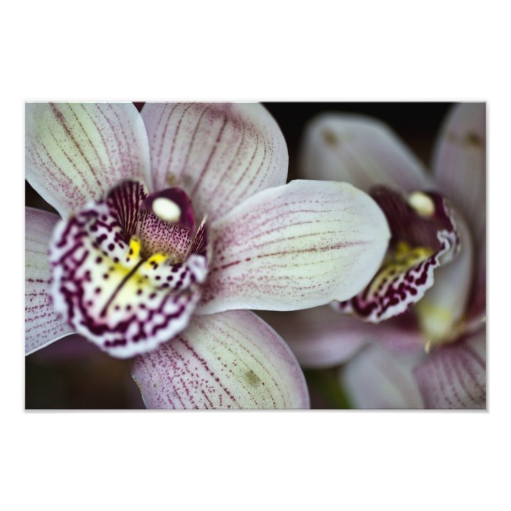 Foto Orquídea roxa e branca | Zazzle.com.br