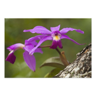 Foto Orquídea Violeta Cattleya (Cattleya violacea)