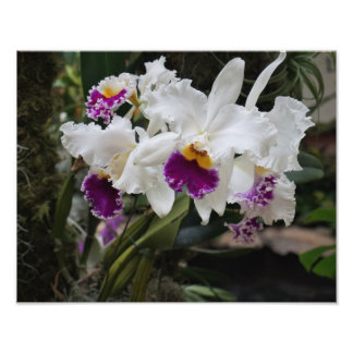 Foto Orquídeas 14"x11"