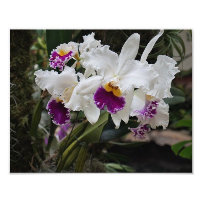 Foto Orquídeas 14"x11" (Frente)