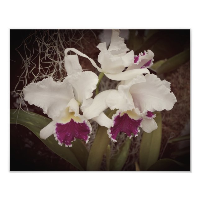 Foto Orquídeas 14"x11" (Frente)