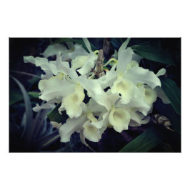Foto Orquídeas 36"x24"