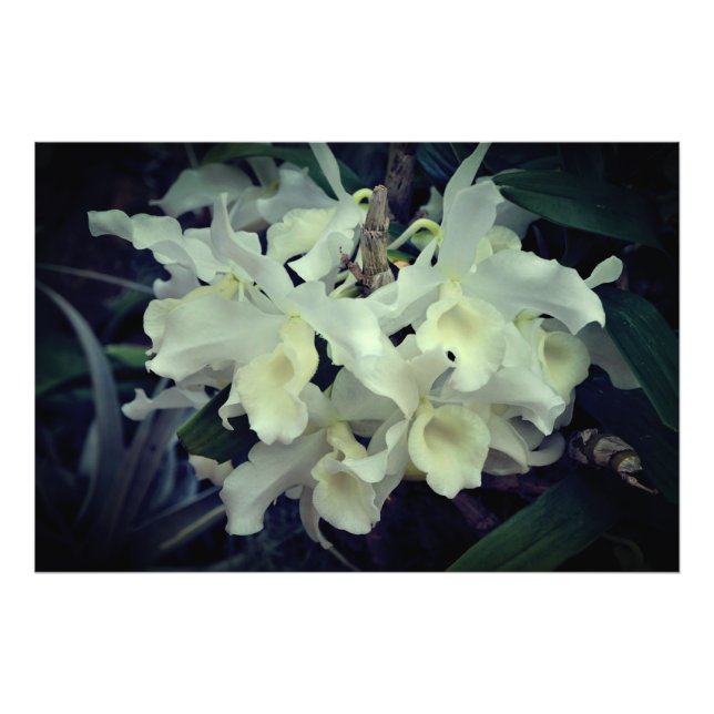 Foto Orquídeas 36"x24" (Frente)