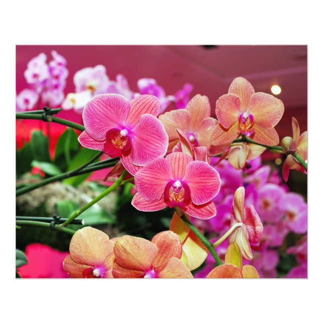 Foto Orquídeas cor-de-rosa e pêssego (Frente)