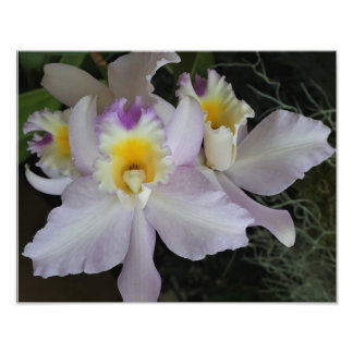 Foto Orquídeas de 14"x11"