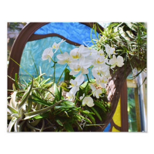 Foto Orquídeas de Verão