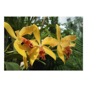Foto Orquídeas douradas 19"x13"