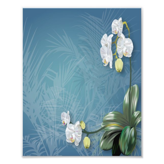 Foto Orquídeas e Ferns (Frente)