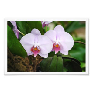 Foto Orquídeas lavandas