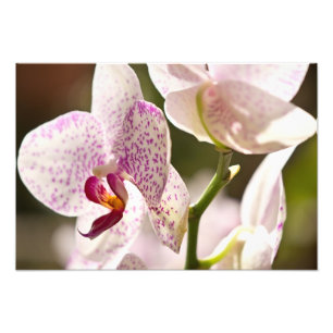Foto Orquídeas por Shirley Taylor