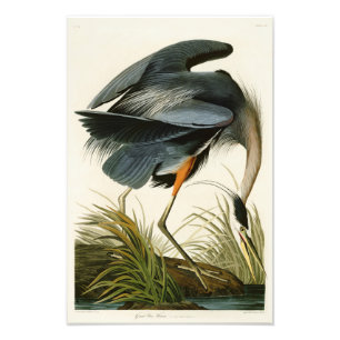 Foto Os pássaros de John Audubon da garça-real de
